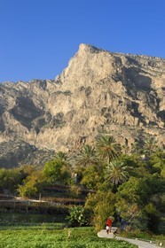 Sultanat d'Oman, Gouvernorat d'Al-Batina du Sud, Hajar occidental, Wadi Mistall, femmes dans les cultures en terrasses au dessus du village de Wakan (Wukan) et le sommet du Qarn Wukan (2501m) en arrière plan