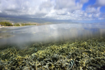 France, Ile de la Reunion, Côte Ouest, Saint-Gilles-Les-Bains (commune de Saint-Paul), le récif corallien du lagon de l'Ermitage et de La Saline-Les-Bains (vue sous-marine)