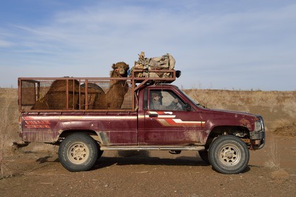 Iran, Isfahan province, Dasht-e Kavir desert, Mesr in Khur and Biabanak County, transportation of a dromedary in a pickup