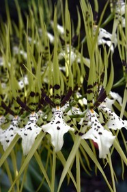 France, Ile de la Reunion, orchidée Brassia Verrucosa