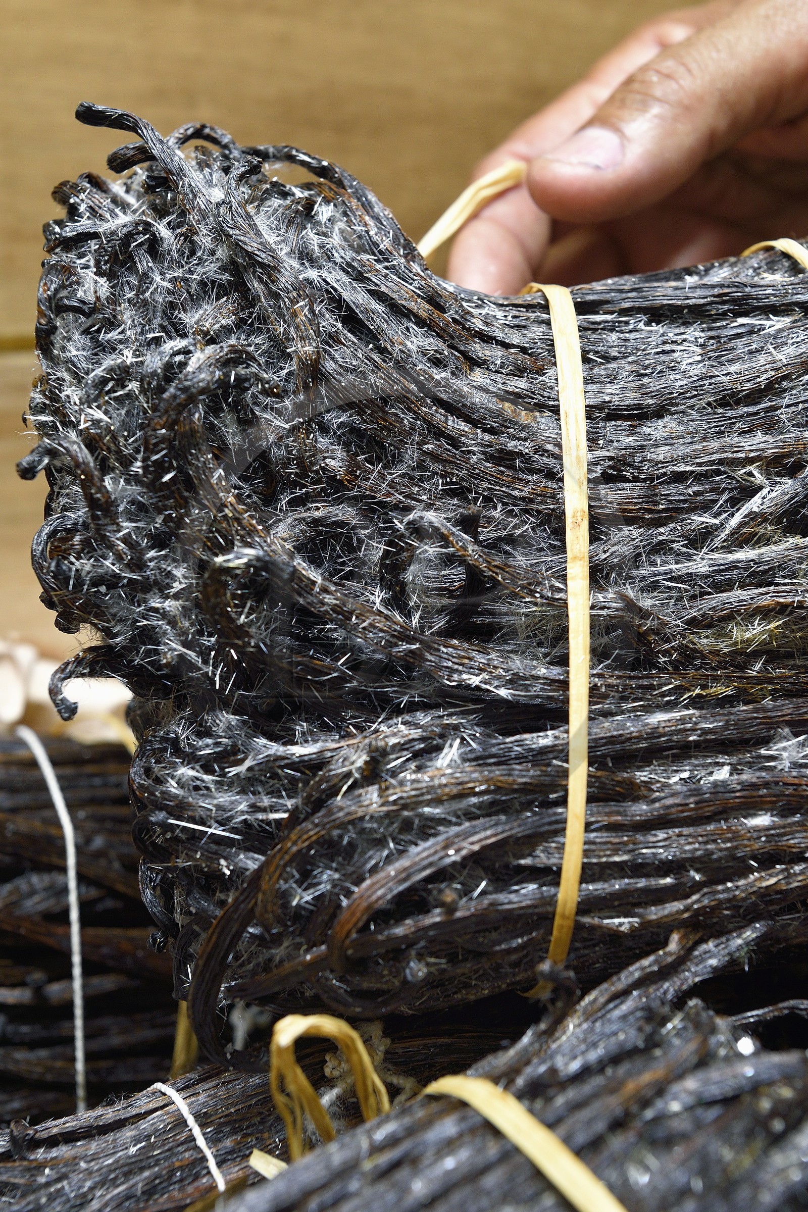 France, Ile de la Reunion, Saint-Louis, Domaine de Bellevue, producteur de vanille biologique cultivée sous des panneaux photovoltaïques, gousses de vanille Planifolia cristallisée avec 24 mois d'affinage minimum