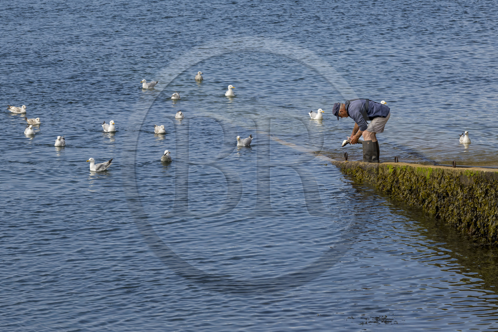 France, Finistère (29), Mer d'Iroise, Ile d'Ouessant, le port de Lampaul