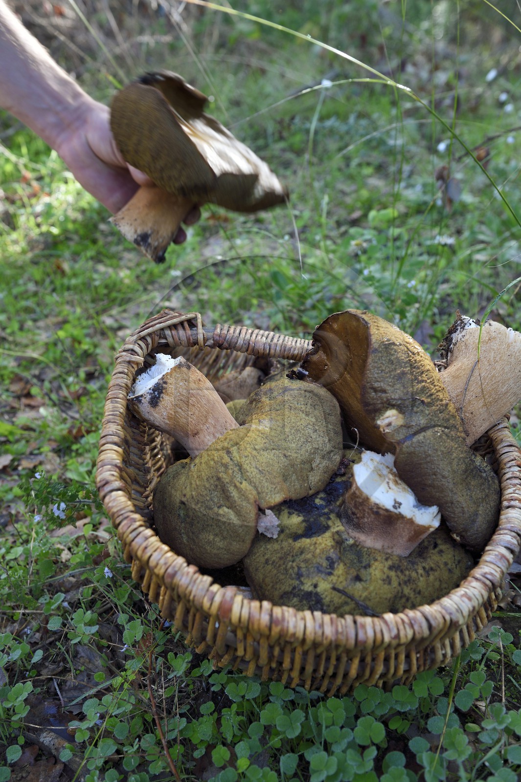 France, Var (83), Massif des Maures, Collobrières, panier de cèpes fraichement cueillis