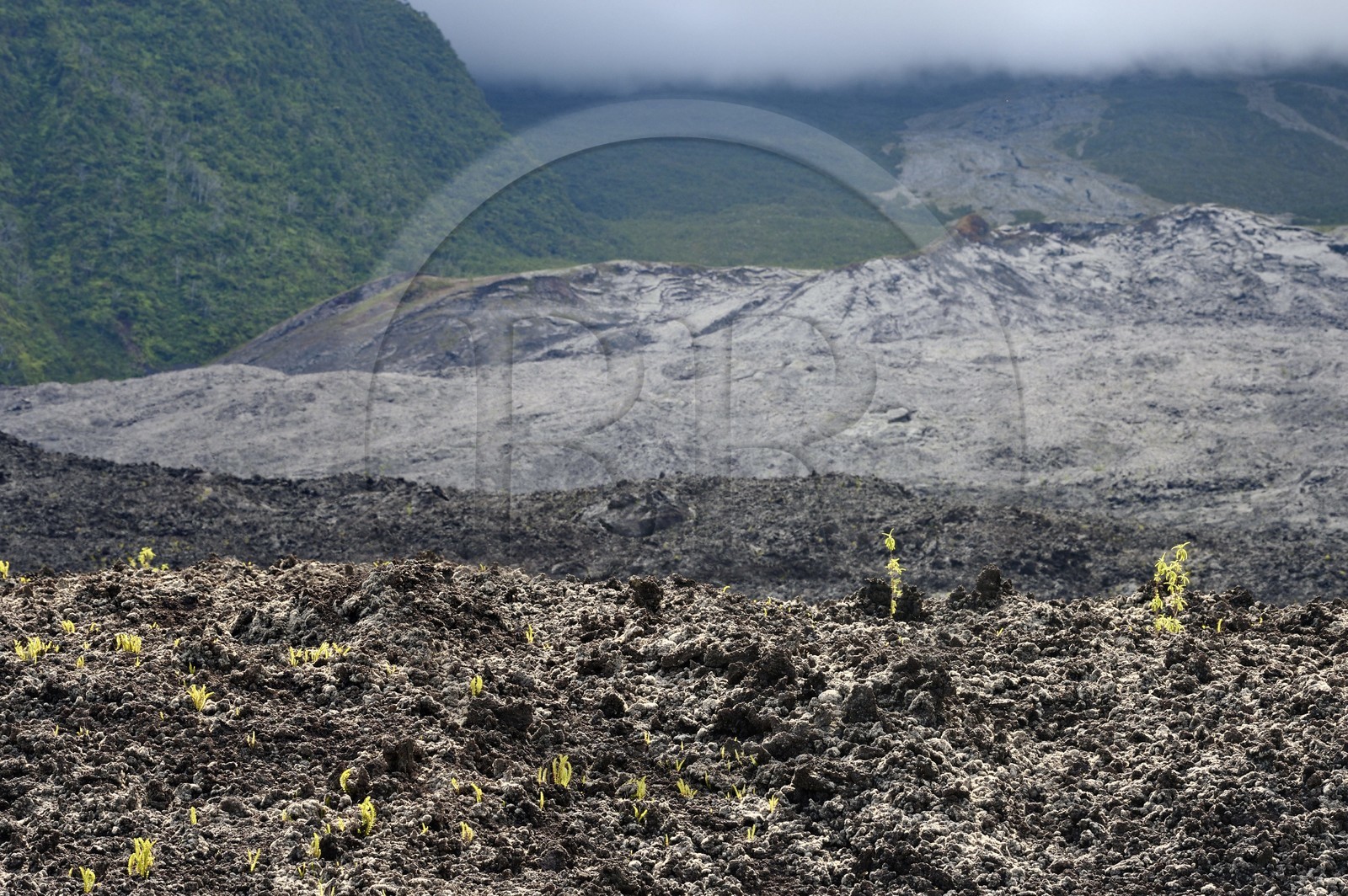 France, Ile de la Reunion, Parc national de La Réunion classé Patrimoine Mondial de l'UNESCO, volcan du Piton de la Fournaise, coulée de lave de 2007, la vie reprend