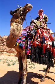 Jordanie, le Wadi Rum, patrouille du ìCamel Corp ou police du désert sur leurs dromadaires