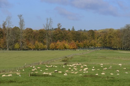 France, Yvelines (78), parc du château de Versailles, classé Patrimoine Mondial de l'UNESCO, parc aux moutons