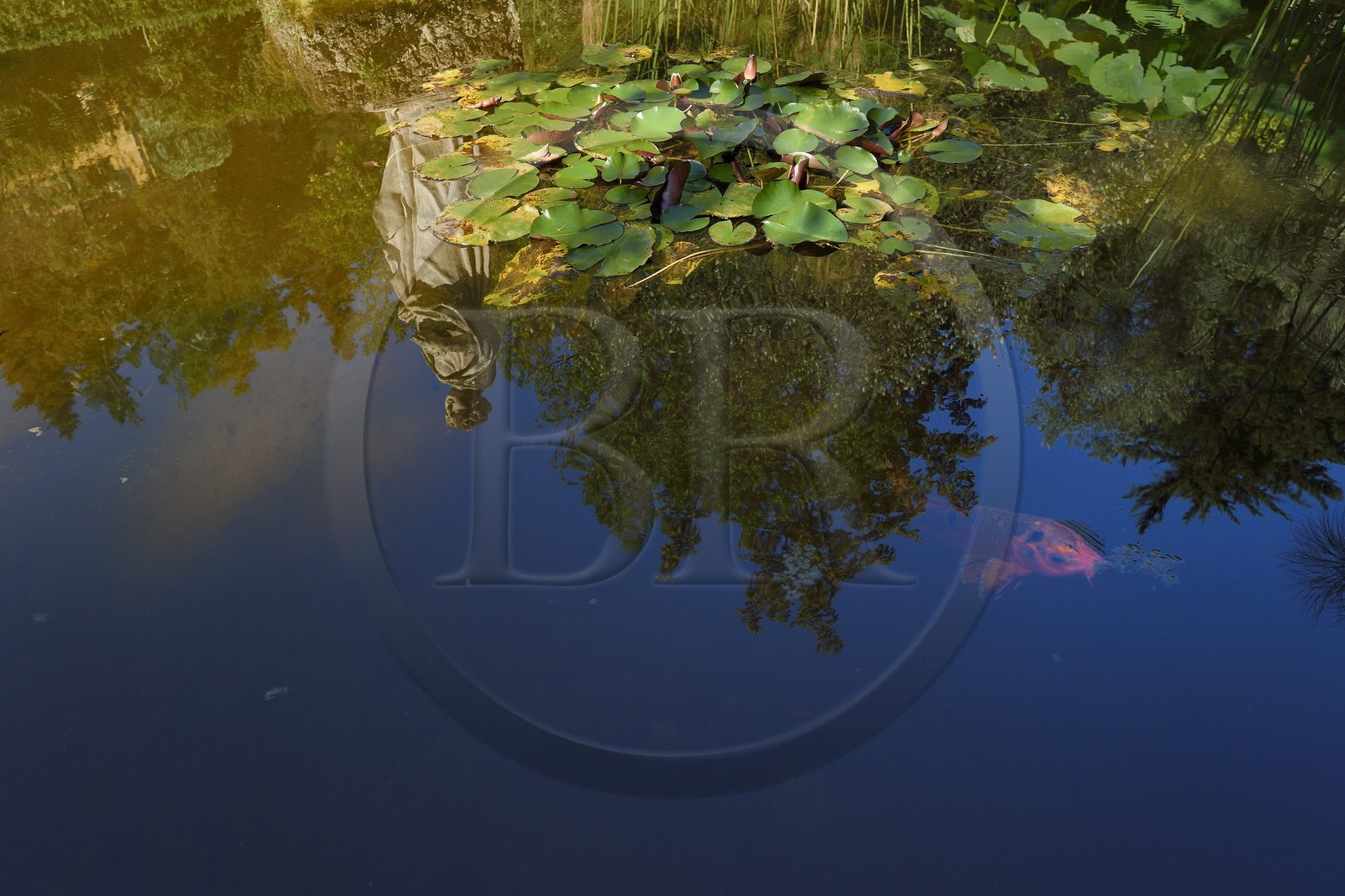 France, Alpes-Maritimes, Menton, statue reflection and koi carp in the Serre de la Madone Garden