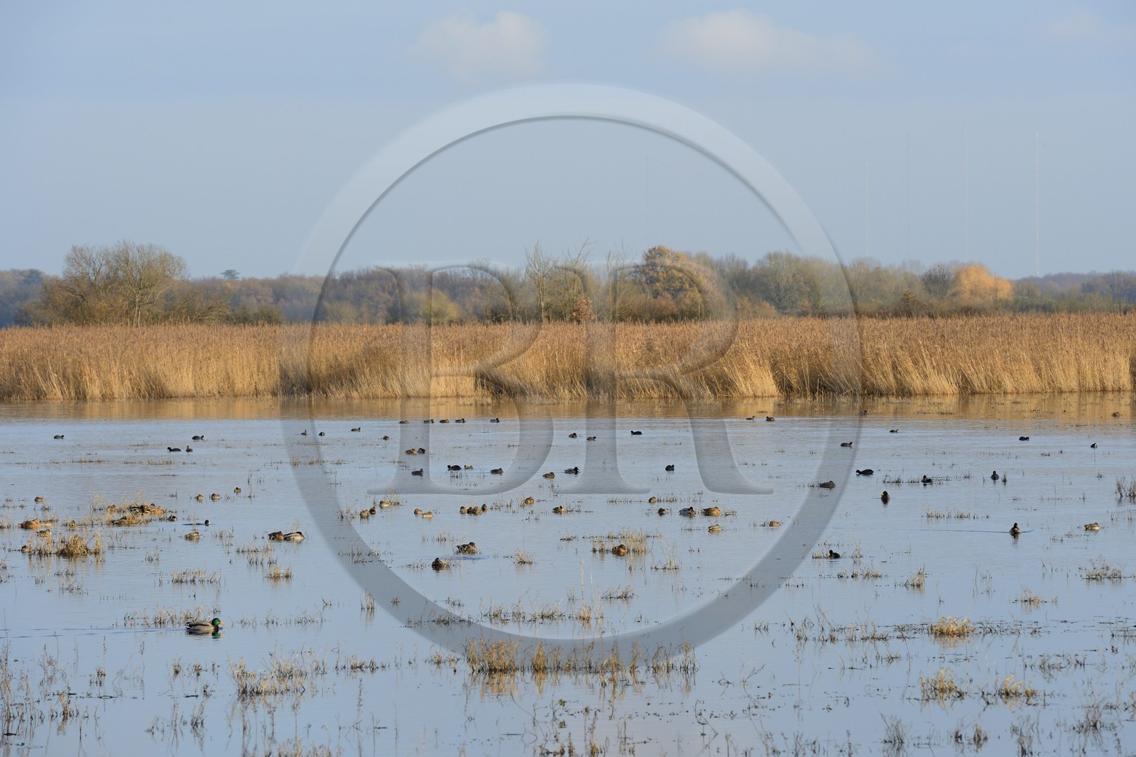 France, Indre (36), le Berry, parc naturel régional de la Brenne, étang de La Touche, canards