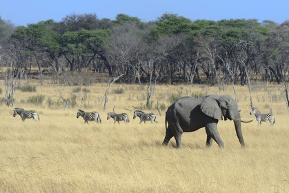 Zimbabwe, province de Matabeleland septentrional, parc national Hwange, éléphant sauvage d'Afrique (Loxodonta africana) et troupeau de Zèbres (equus burchelli)