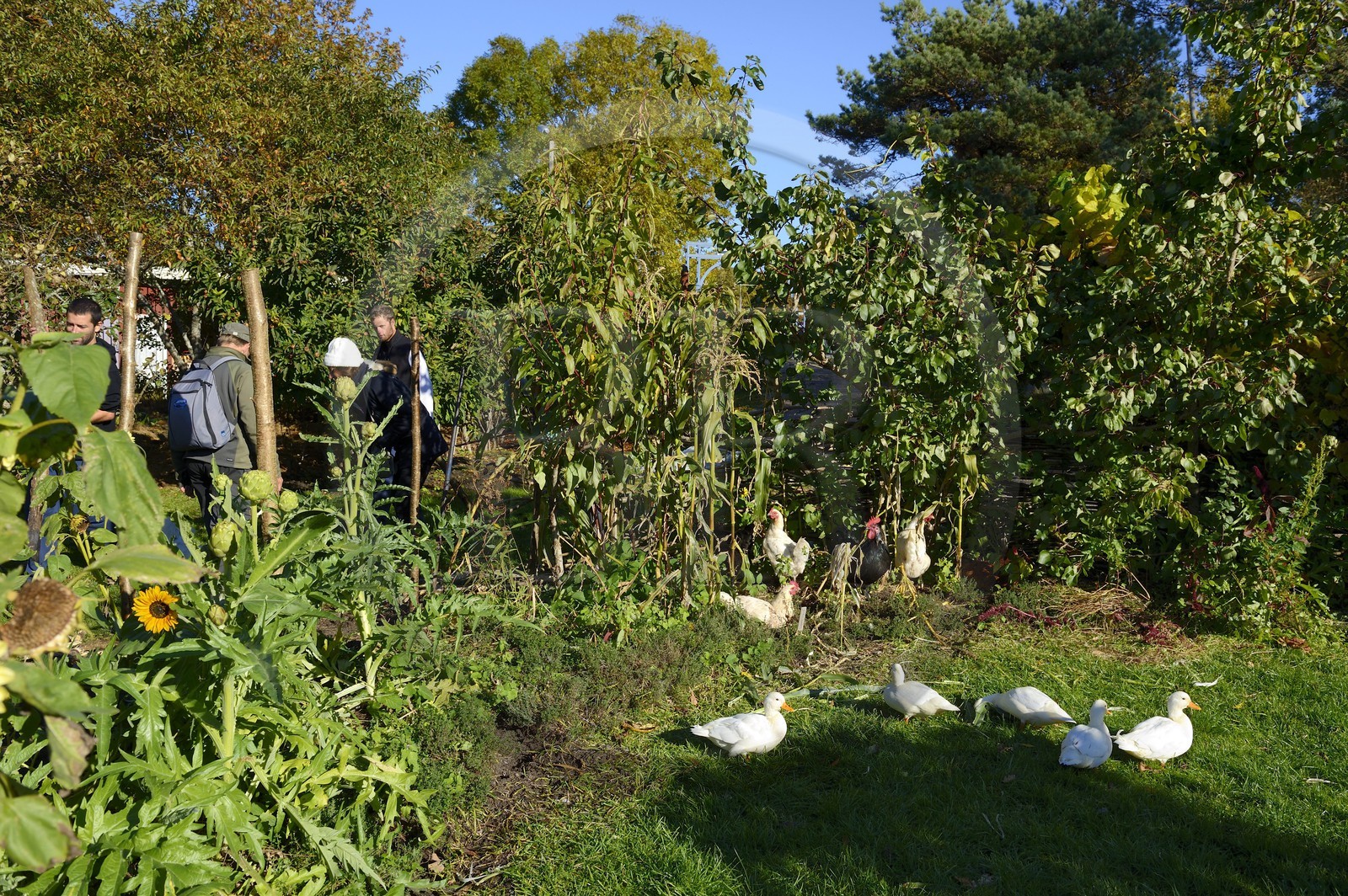 Suède, Västra Götaland, Iles Koster, Sydkoster, les Koster Garden (Koster Tradgardar)