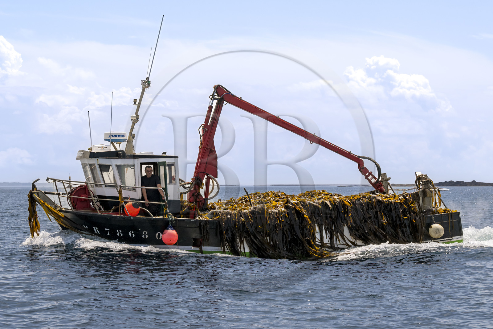 France, Finistère (29), Mer d'Iroise, Ile de Molène, bateau goémonier revenant chargé d’une récolte d’algues marines le goémon
