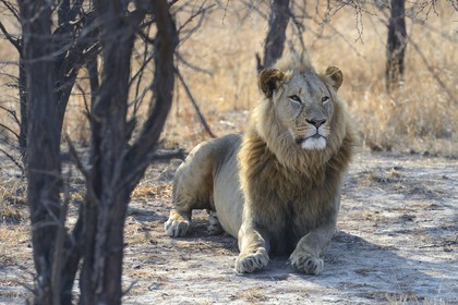 Zimbabwe, Midlands Province, Gweru, Antelope Park home to ALERT (African Lion and Environmental Research Trust), Zone 2, the male lion (panthera leo) called AS2 to be released in a pride in a national park to repopulate