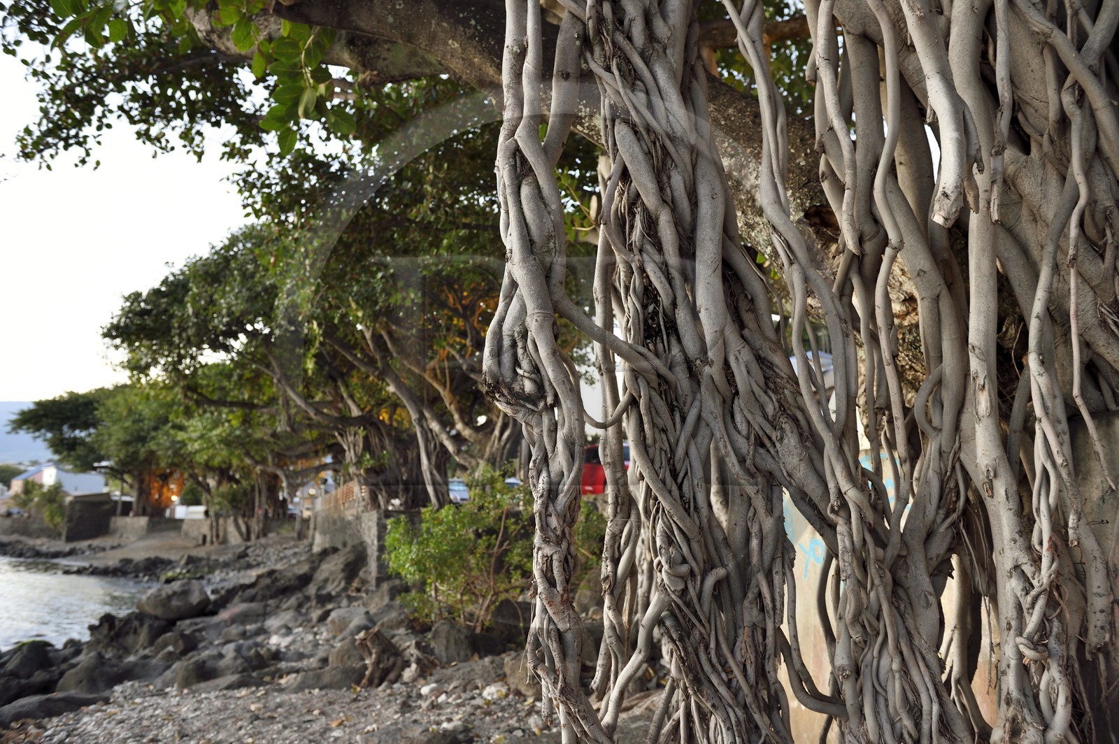 France, Ile de la Reunion, ville de Saint-Pierre, quartier de Terre Sainte, figuier des banians, banyan ou banian de l'Inde (Ficus benghalensis)