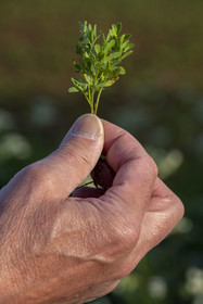France, Haute-Loire (43), Bouchet-Saint-Nicolas, hiking with a donkey on the Robert Louis Stevenson Trail (GR 70), Le Puy green lentil plant