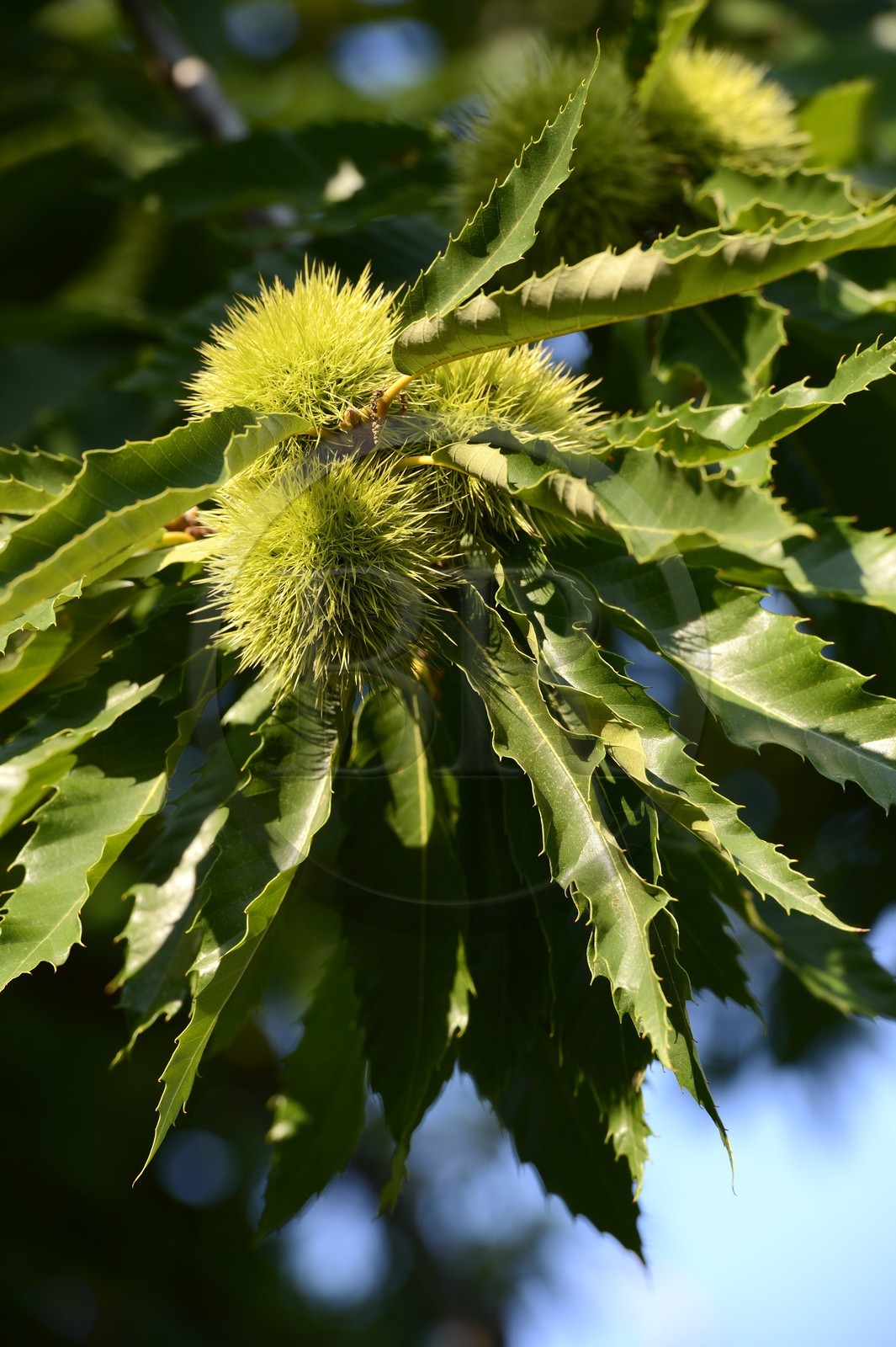 France, Haute Corse, Castagniccia, chestnuts