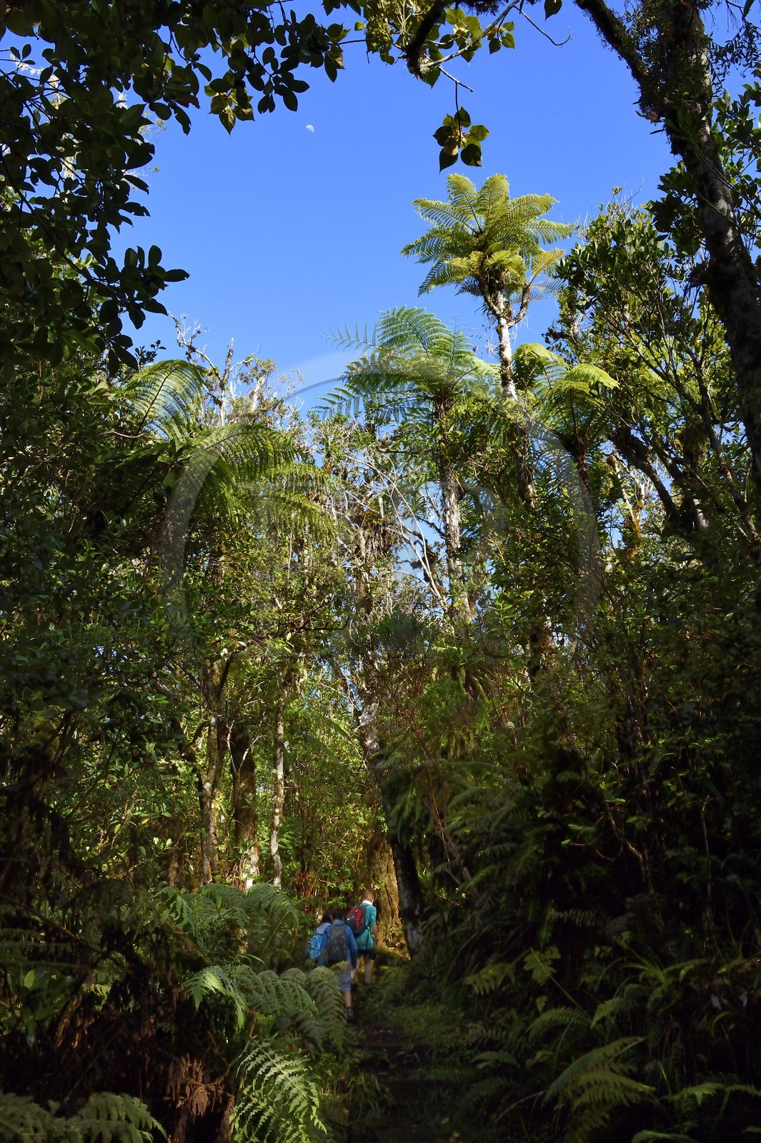 France, Ile de la Reunion, Saint Benoit, Parc national de La Reunion, classé Patrimoine Mondial de l'UNESCO, foret de Bébour, fougères arborescentes sur le sentier du Piton Bébour