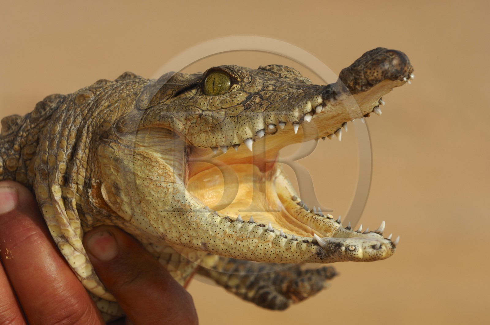 Egypte, Haute Egypte, Lac Nasser, site des temples d'Amada, bébé crocodile du Nil