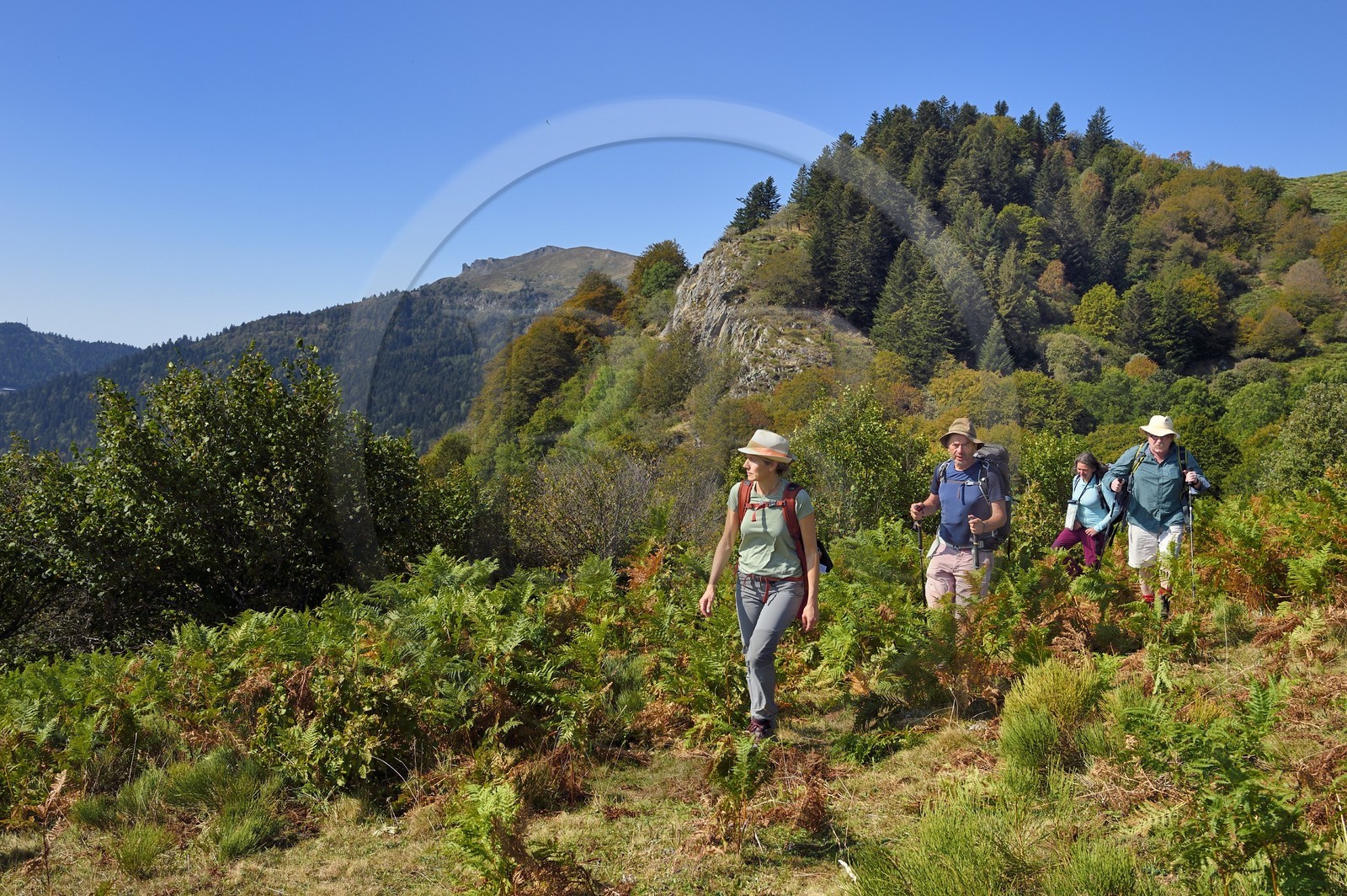 France, Cantal, Parc Naturel Régional des Volcans d'Auvergne (regional nature park of Auvergne volcanoes), Laveissière, on the Way of St. James to Santiago de Compostela by Via Arverna, hikers on the mountain pastures off the slopes of Puy de Seycheuse, the Rocher du Bec de l'Aigle in the far background