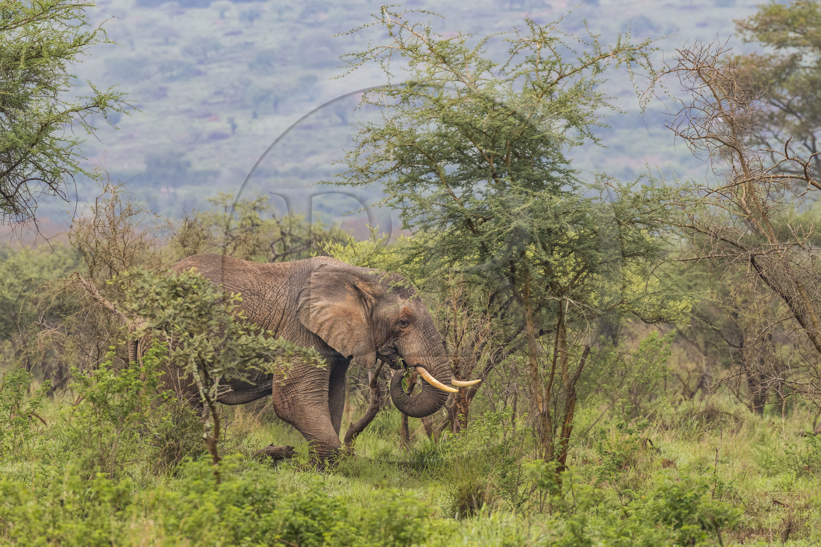 Rwanda, Parc national de l'Akagera, Eléphant de savane (Loxodonta africana)