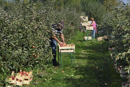 France, Seine-Maritime (76), Pays de Caux, Parc naturel régional des Boucles de la Seine normande, Jumièges, pommiers de la Route des fruits dans les vergers en bordure de Seine, récolte des pommes au lieu dit Le Conihaut