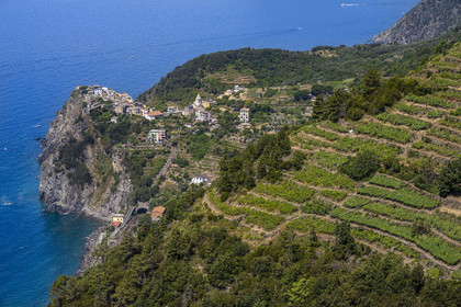 Italie, Ligurie, Cinque Terre, parc national des Cinque Terre classé Patrimoine Mondial de l'UNESCO, randonnée sur le sentier GR 586 passant dans le vignoble en terrasse entre Corniglia et Volastra au dessus de Manarola, le village de  Corniglia en arrière plan