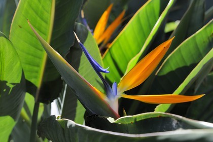 France, Ile de la Reunion, Strelitzia