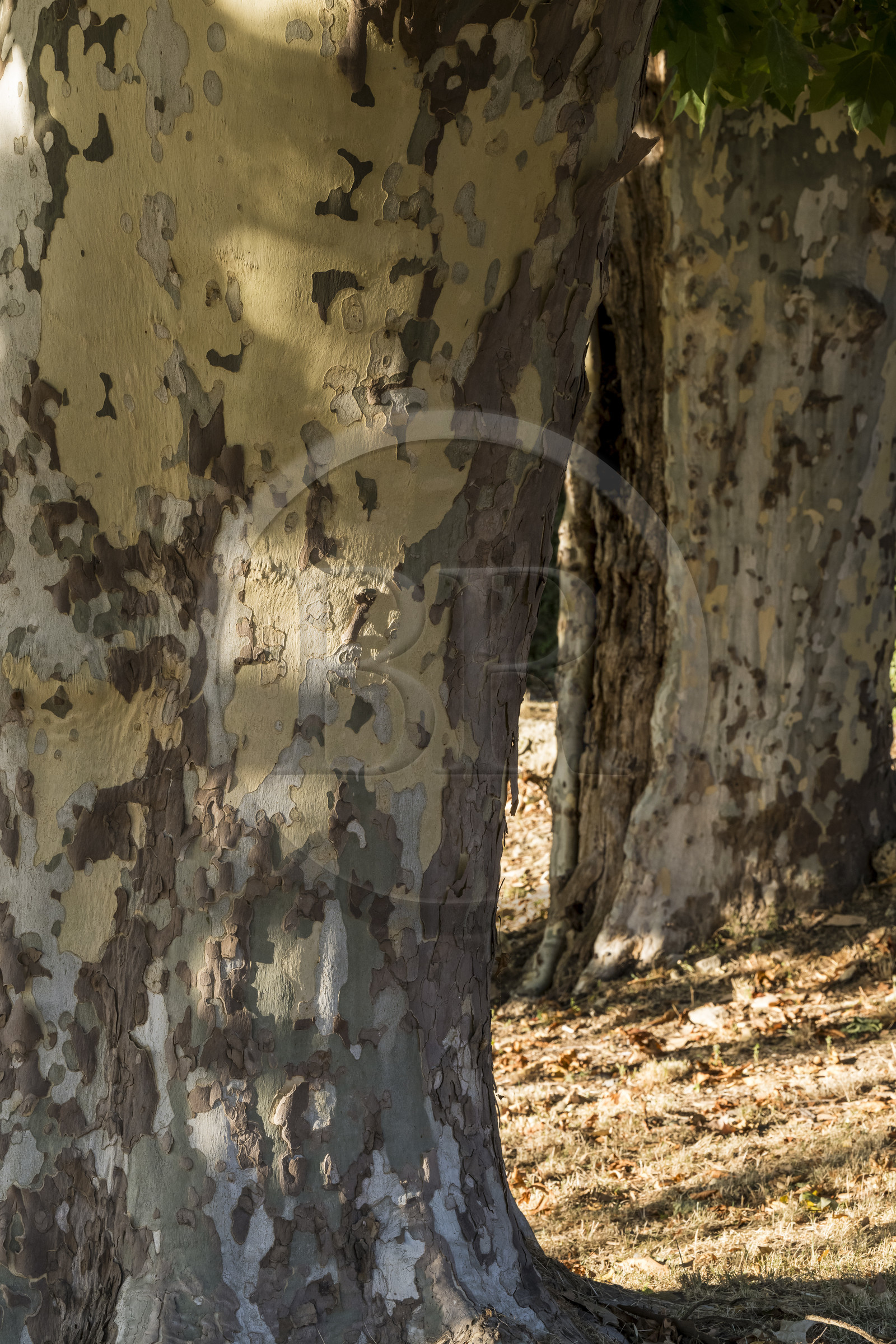 France, Var (83), Provence Verte, Bras, vers Saint-Maximin-la-Sainte-Baume, la maison d'hotes Le Peyrourier - une campagne en Provence, platane