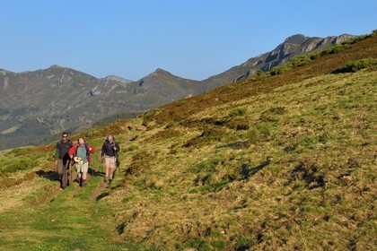 France, Cantal, Parc Naturel Régional des Volcans d'Auvergne (regional nature park of Auvergne volcanoes),  Le Lioran, col de Rombiere (mountain pass), hikers on the Way of St. James to Santiago de Compostela by Via Arverna, the puy de Peyre Arse in the background