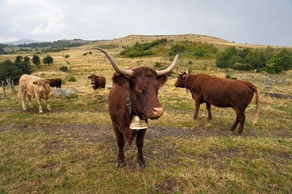 France, Cantal, Parc Naturel Régional des Volcans d'Auvergne (regional nature park of Auvergne volcanoes), Chastel-sur-Murat plateau on the Way of St. James to Santiago de Compostela by Via Arverna, Salers cows in the meadows