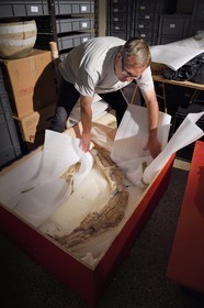France, Dordogne (24), Périgord Noir, vallée de la Vézère, Les Eyzies-de-Tayac-Sireuil, site classé Patrimoine Mondial de l'UNESCO, Musée National de la Préhistoire, atelier de restauration, Stephane Madelaine (ingénieur des services culturels chargé des collections de faunes) présente une défense de mammouth