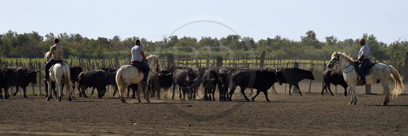 France, Bouches du Rhone, Parc naturel regional de Camargue (Regional Natural Park of Camargue), manade Jacques Mailhan, Camargue bull called Raco di Biou, the gardians sort the bulls