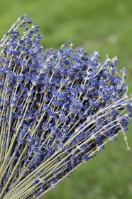 France, Alpes-de-Haute-Provence (04), La Mure-Argens, lavande