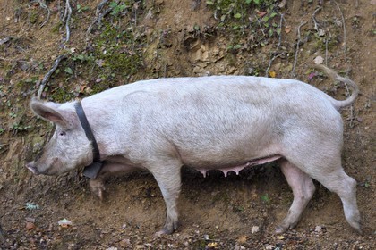 France, Corse-du-Sud (2A), Vallée du Prunelli, Bastelica, cochon Duroc laissés en liberté