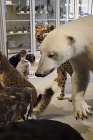 France, Charente-Maritime (17), La Rochelle, le Muséum d'histoire naturelle (muséum Lafaille), galerie de zoologie