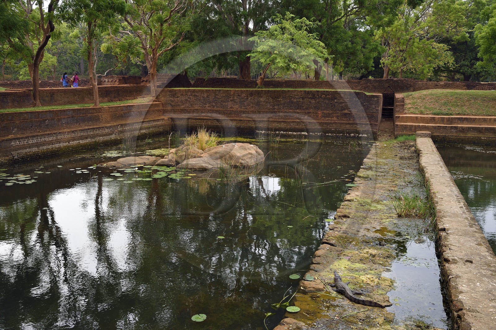 Sri Lanka, Central Province, Matale District, Sigiriya, Old city of Sigiriya listed as World Heritage by UNESCO, Rock of the Lion former Royal Palace, Crocodile in edge of one of the many basins of the gardens