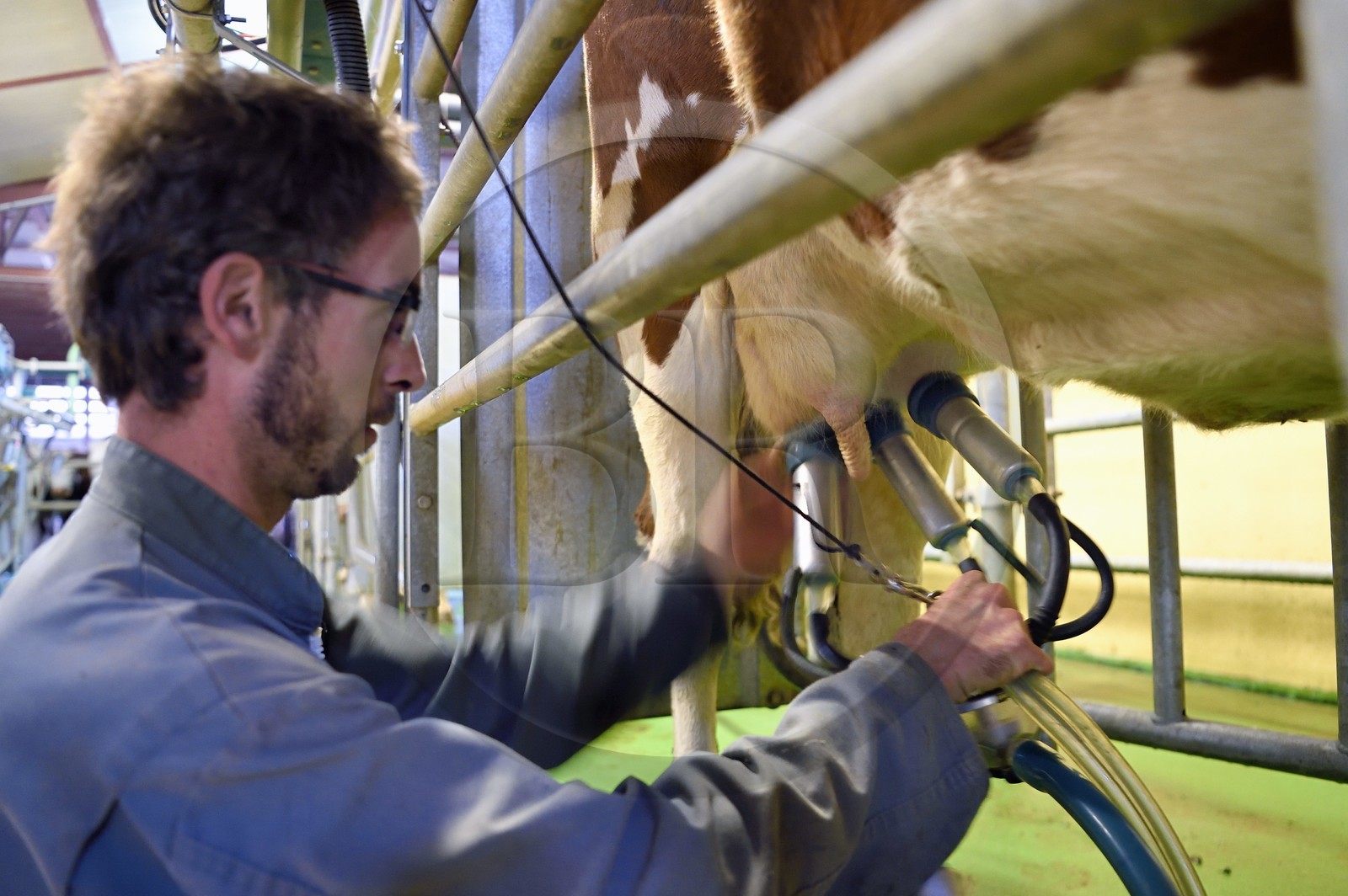 France, Cantal, Sainte-Marie, La Terrisse hamlet, montbéliarde dairy cow breeding from Cantagrel farm, the cows eating after the evening milking de la ferme de Cantagrel, le bouvier Alexandre installe la trayeuse sur les pis pour la traite du soir