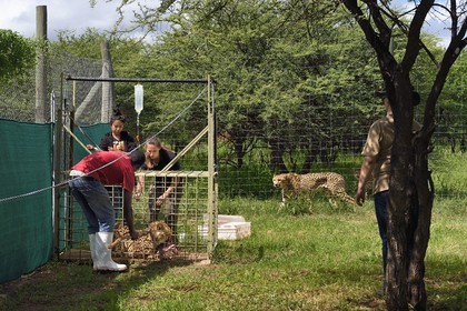 Namibie, Otjiwarongo, Cheetah Conservation Fund, centre de recherche et d'éducation, administration de fluides sous-cutanés 3 fois par semaine au guépard (Acinonyx jubatus) appelé Mendel et souffrant d'insuffisance rénale chronique