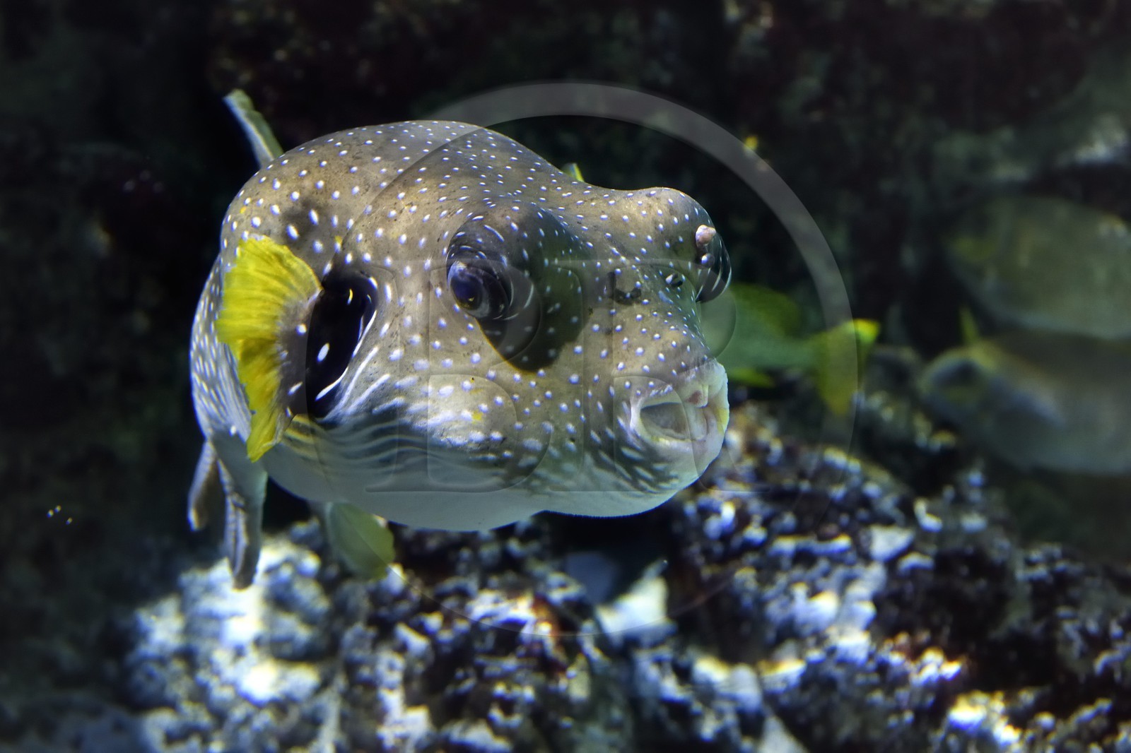 France, Charente-Maritime (17), La Rochelle, Aquarium La Rochelle, Mention obligatoire, zone indo-pacifique, le lagon, Poisson ballon à taches blanches (Arothron hispidus)