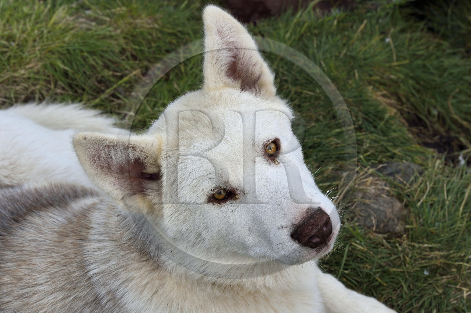 Greenland, west coast, Uummannaq, sled dog