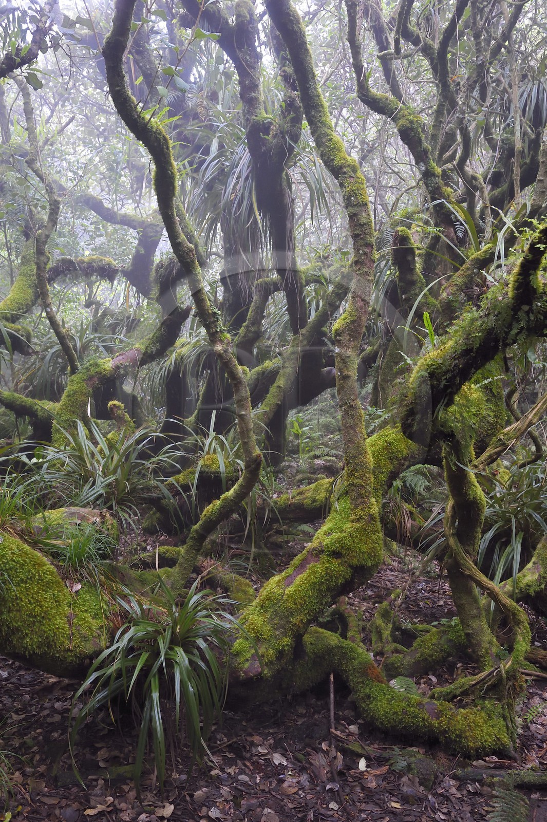 France, Ile de la Reunion, Le Tampon, forêt de Notre-Dame de la Paix en bordure de la Riviere des Remparts sur les pentes du volcan du Piton de la Fournaise