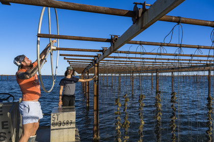 France, Hérault (34), Etang de Thau, Mèze, les producteurs de coquillages Quentin et Emmeline, l'élevage en suspension sur des cordes dans le parc à huitres