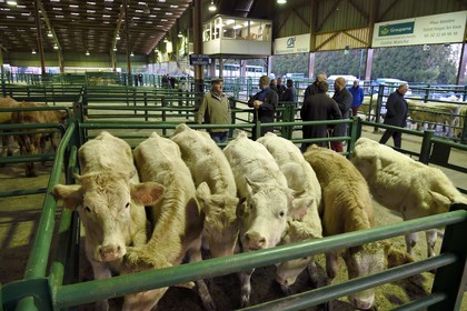 France, Seine-Maritime (76), Forges-les-eaux, marché couvert aux bestiaux, les négociations entre acheteurs et vendeurs se font de gré à gré