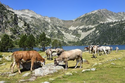 France, Hautes-Pyrénées (65), Saint-Lary-Soulan et Vielle-Aure, Réserve naturelle nationale du Néouvielle, randonnée des lacs du Neouvielle, vaches en estives au lac d'Aubert