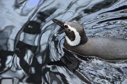 Portugal, Lisbonne, Parque das Nações (Parc des nations) construit pour l'exposition universelle de 1998, Oceanário (Oceanarium),  Manchot de Magellan (Spheniscus magellanicus)