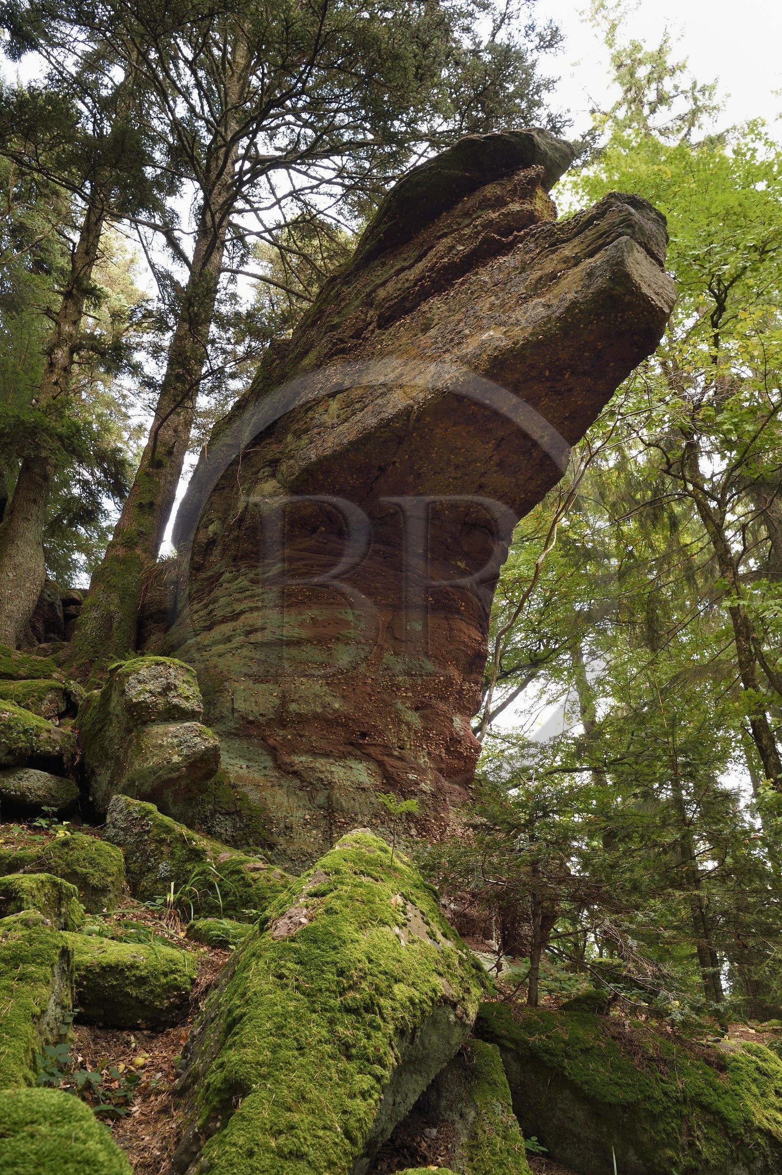 France, Haut Rhin, Thannenkirch, hiking in the Taennchel massif, site known as the Rocher Pointu