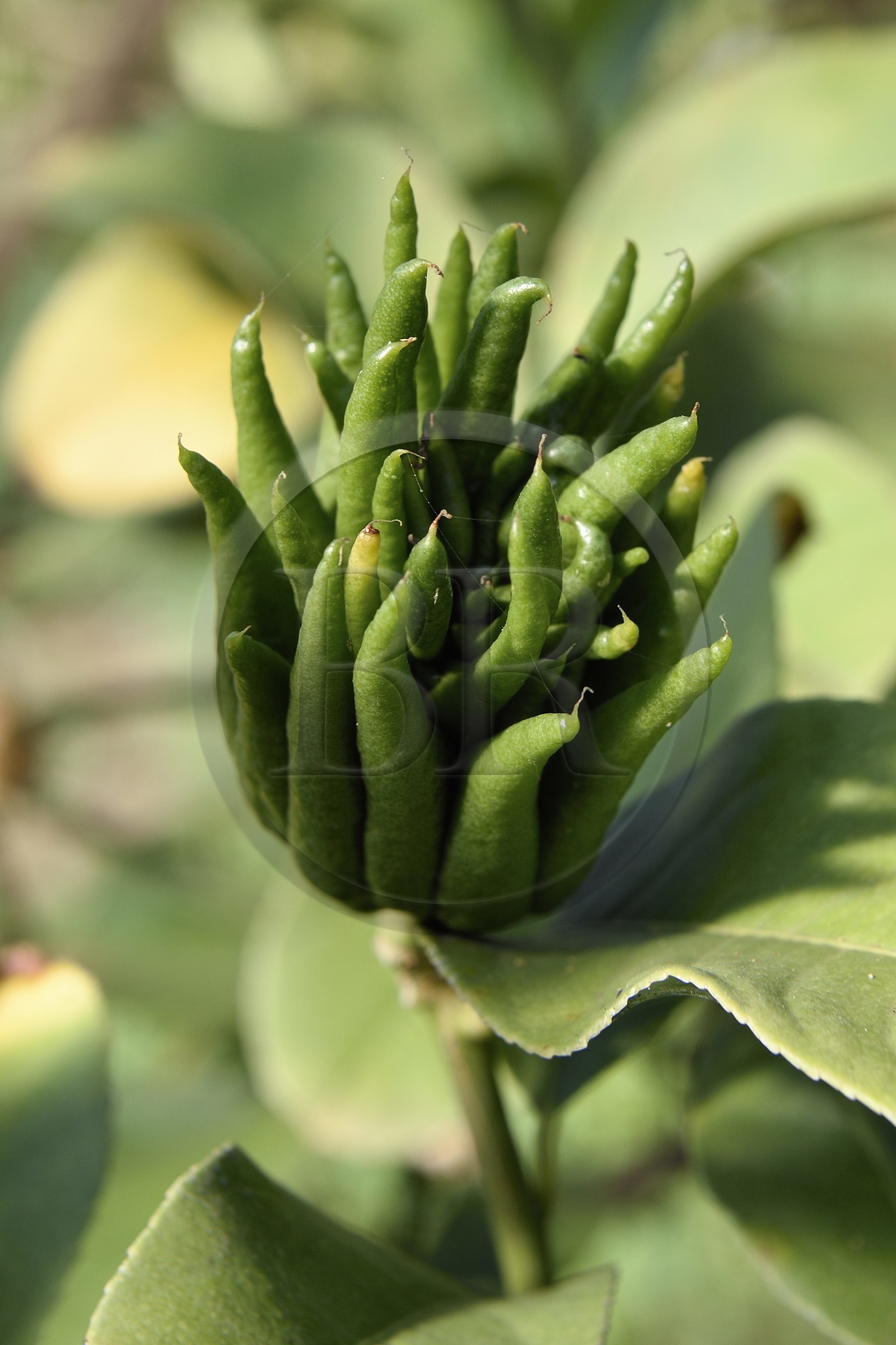 France, Var (83), La Londe-les-Maures, Domaine du Jasson, culture des agrumes, main de Bouddha (Citrus medica)