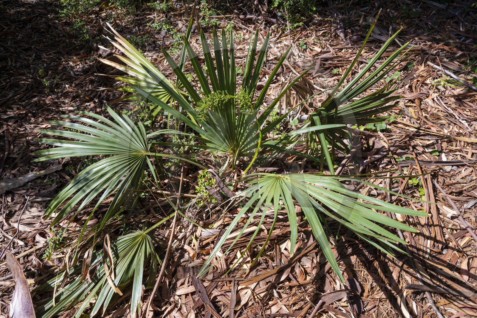 France, Alpes-Maritimes, Antibes, The Botanical Garden of Villa Thuret (attached to INRAE), labeled Jardin Remarquable (Outstanding Garden) and Remarkable Tree, dwarf palmetto or  Sabal minor