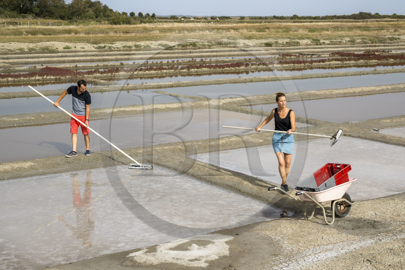 France, Charente-Maritime (17), Port-des-Barques, Ile Madame, la Ferme Aquacole de l'Ile Madame, Jean Philippe et Gaelle Mineau récoltent le sel de leur saline