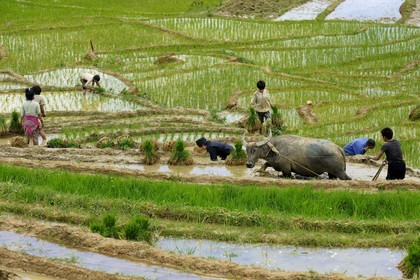 Vietnam, Lao Cai province, Sapa district, Ta Phin valley,  rice plantations in terraces by the Black Hmong minority group