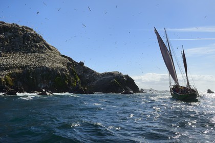 France, Côtes-d'Armor (22), Perros-Guirec, archipel et réserve ornithologique de Sept-Iles,  le voilier traditionnel Sant C'hireg (Saint Guirec) devant l'Ile Rouzic, colonie de fous de Bassan (Morus bassanus), unique point de nidification en France pour plus de 20000 couples